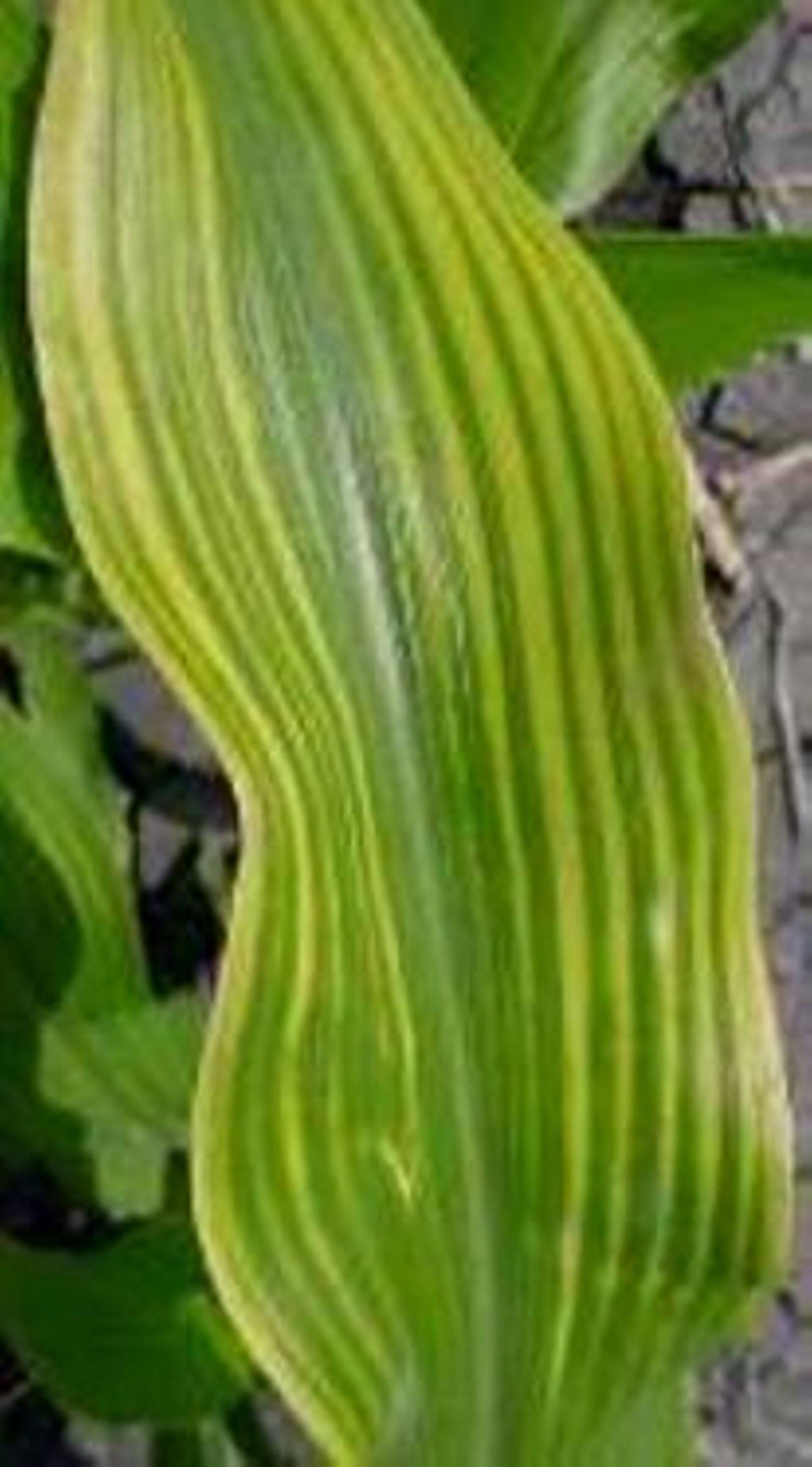 Magneesiumi (Mg) puudus maisil