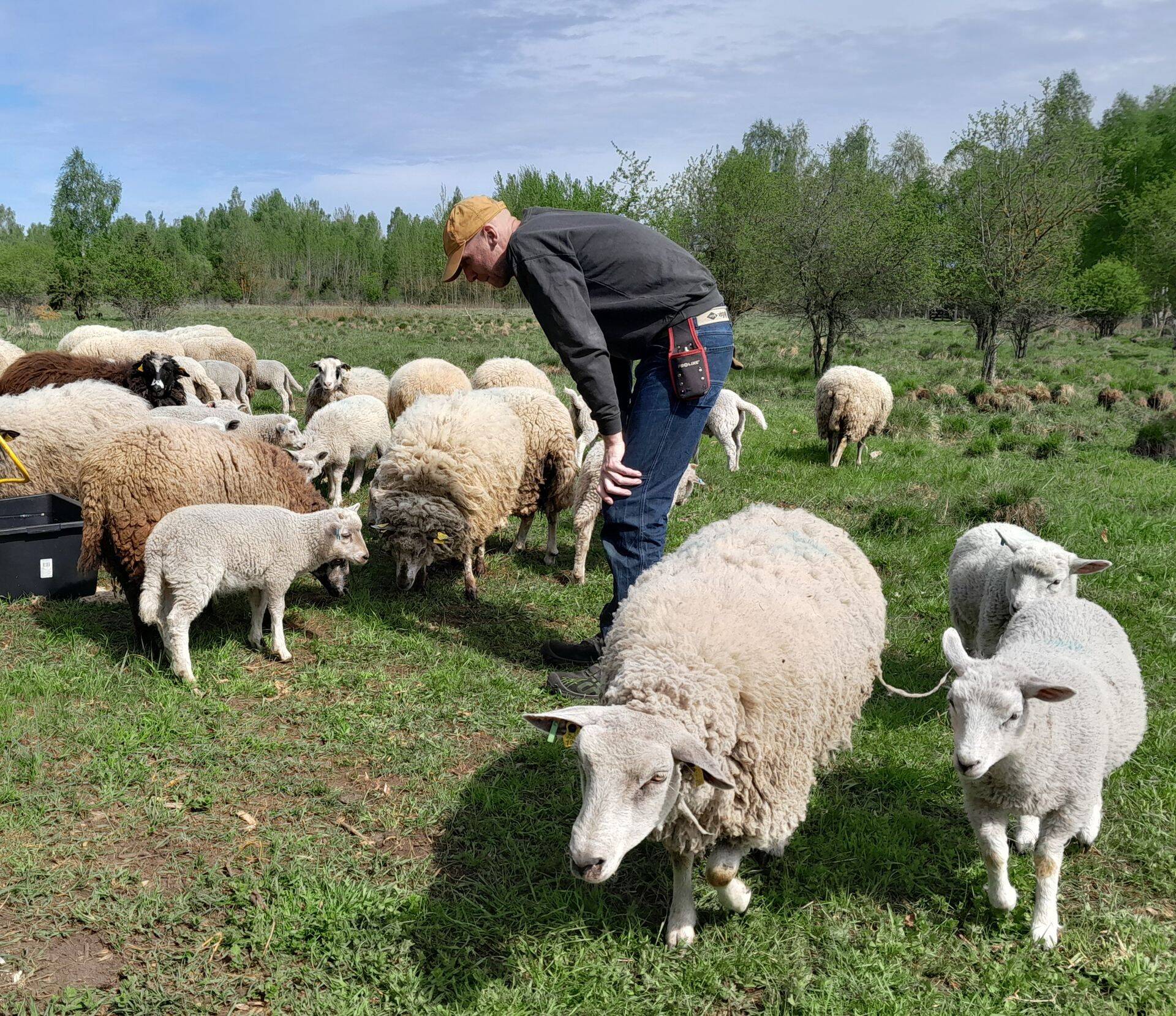 Kui Terry hüüab:"Come on, girls!", tormavad kõik lambad tema juurde.