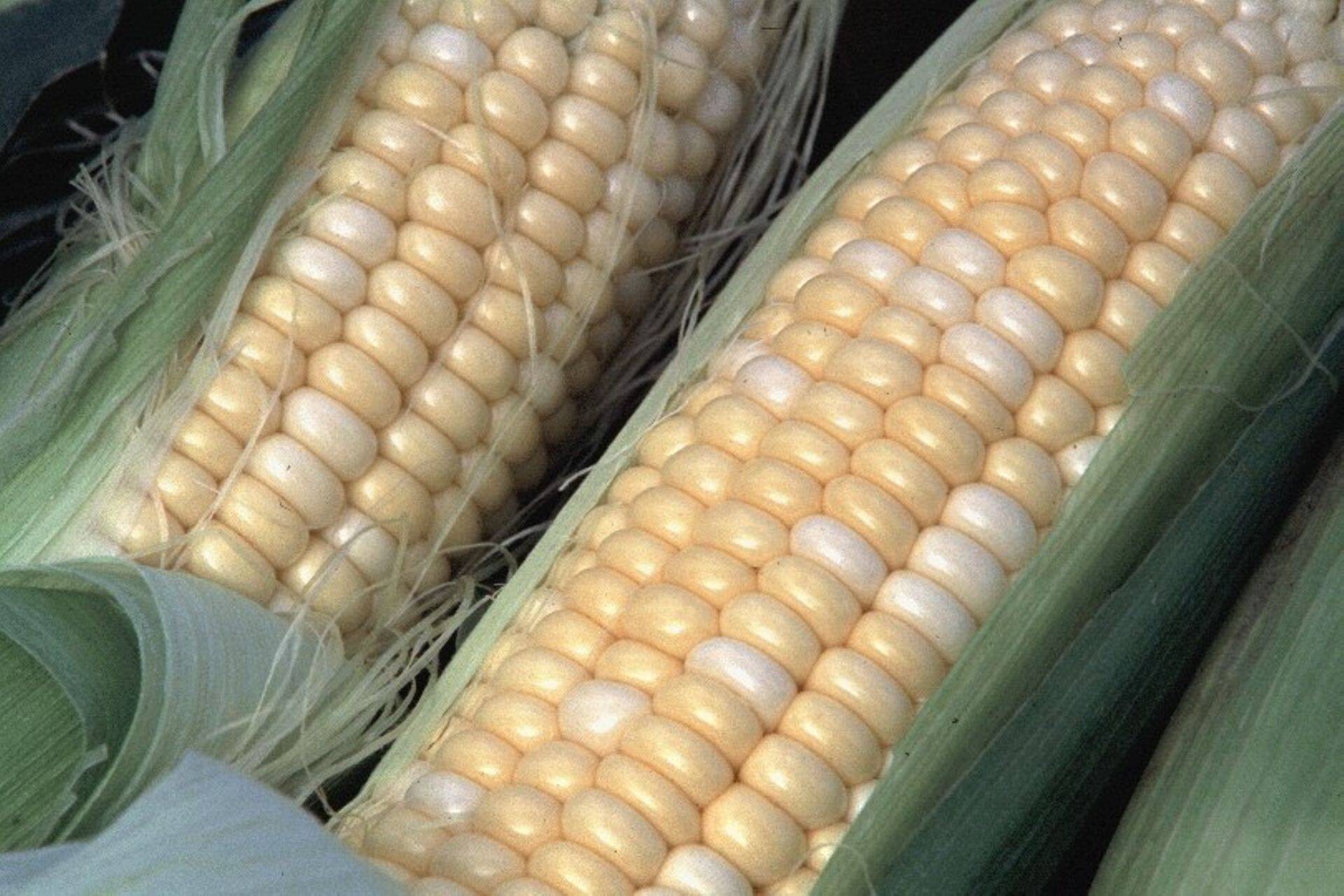 Eelmisel aastal oli maisi kasvupind Eestis kordades suurem kui kartuli kasvupind.