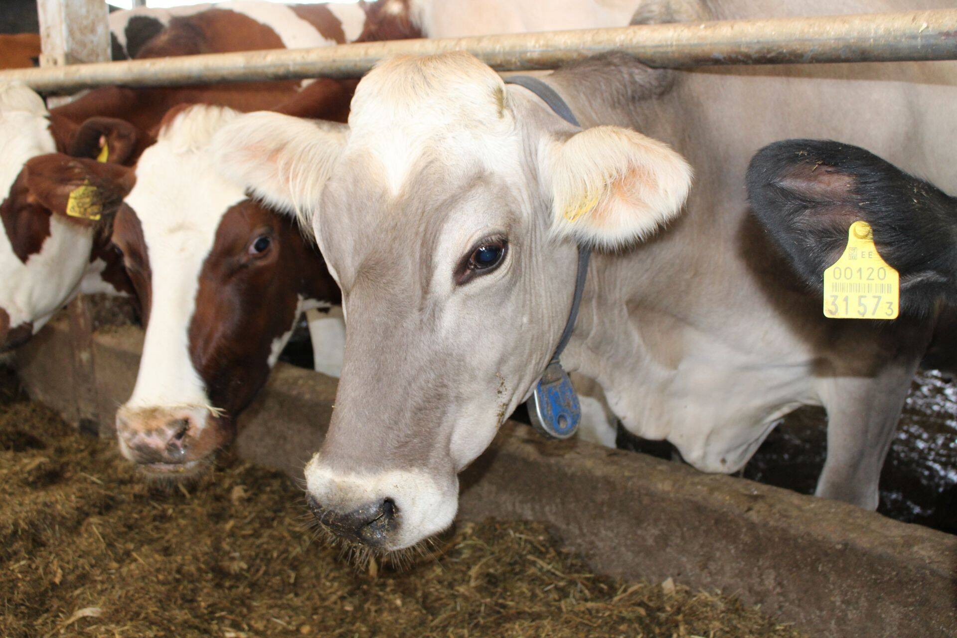 Lehmad Tartumaa piimafarmis