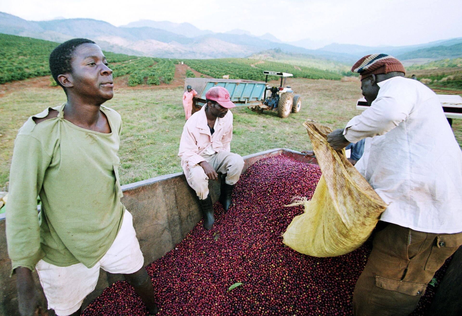 Kohvisaagi kogumine Zimbabwes.