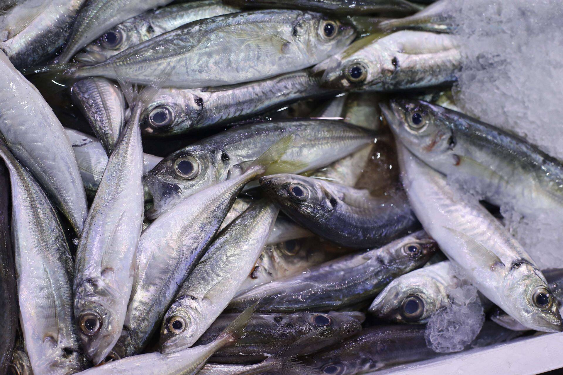 Россия вводит запрет на импорт рыбной продукции из Латвии и Эстонии