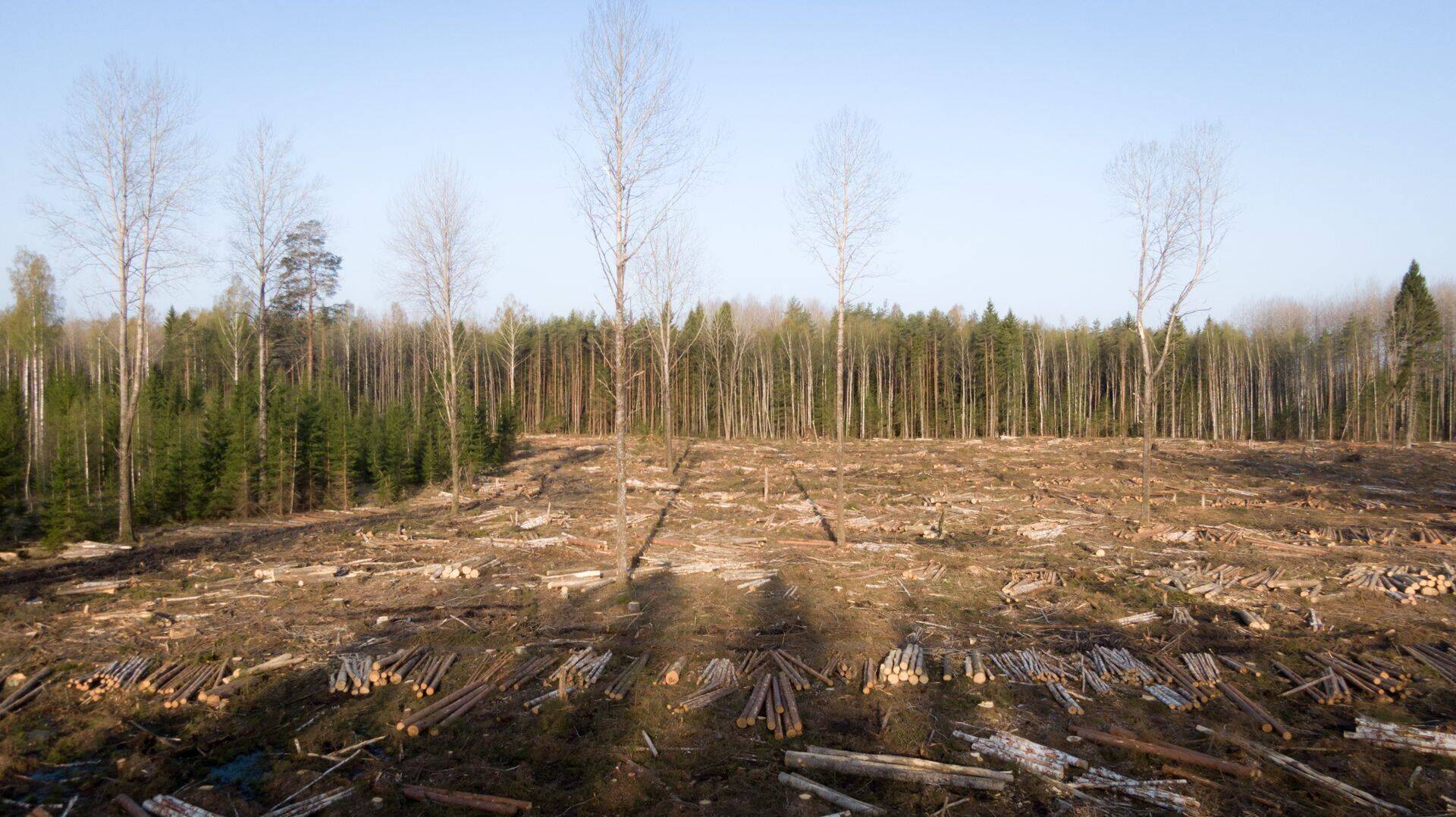 RMK raietööd Järvamaal.