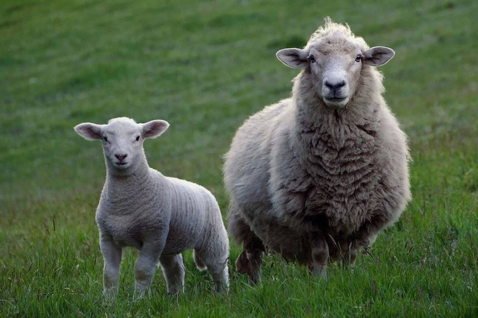 PRIA alustab loomakasvatuse üleminekutoetuste väljamaksmist.