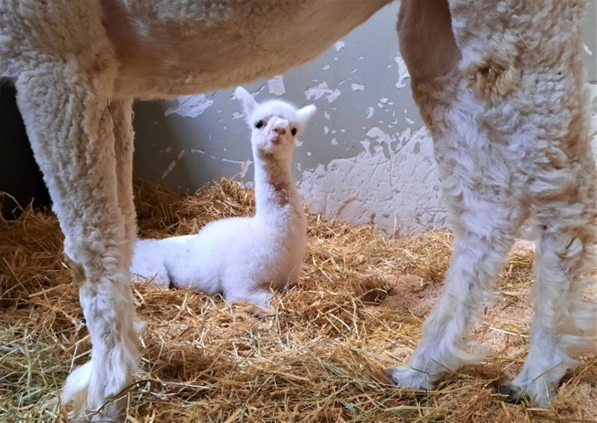 Alpakatall kosumas maaülikooli loomakliinikus.