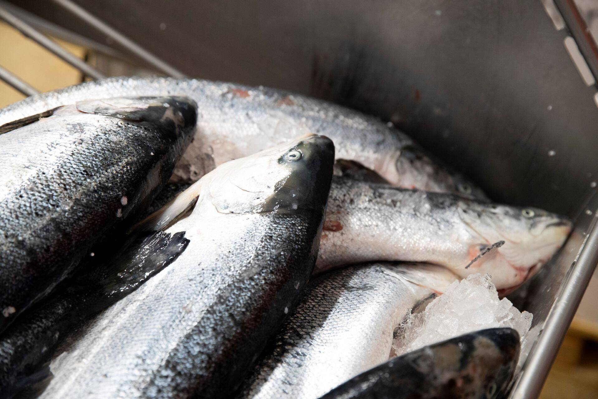 Lõhetootja Leroy Seafood sai küll koroonalt hoobi, aga nüüdseks on ettevõte taas hoo sisse saanud – ja aktsia tõusis reedel üle 10%.