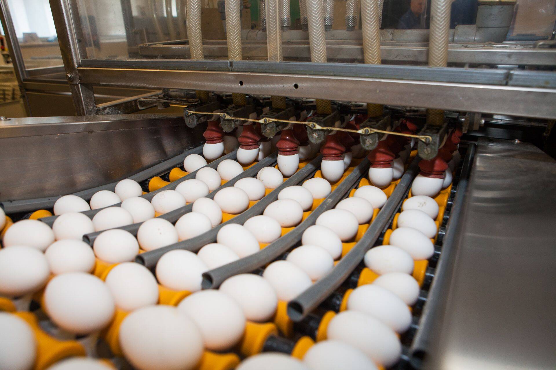 Eesti suurim munatööstus toob lihavõteteks müüki 3,5 miljonit valget muna