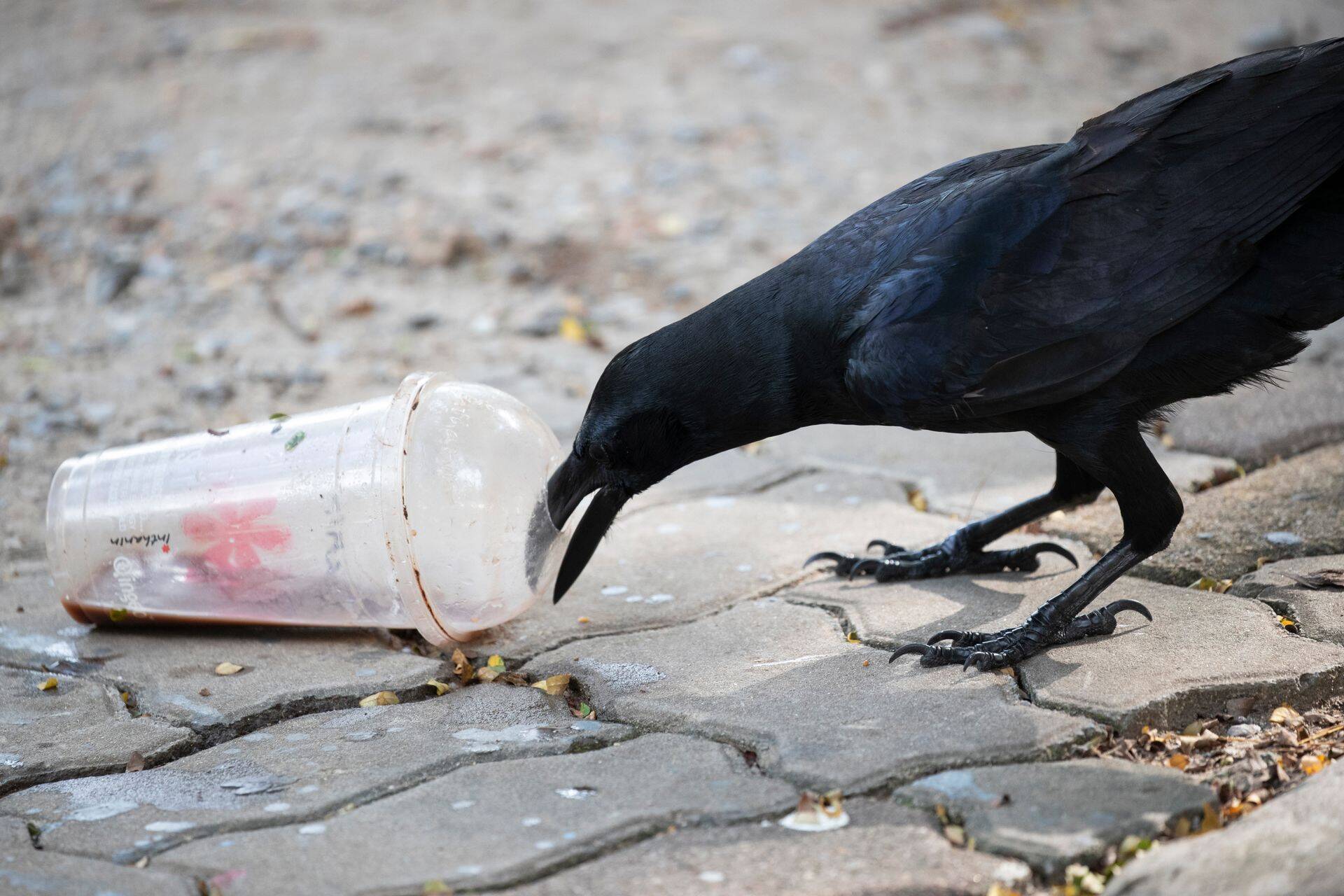Euroopa Parlament tahab keelustada ühekordsed plasttooted kõigis Euroopa Liidu liikmesriikides.