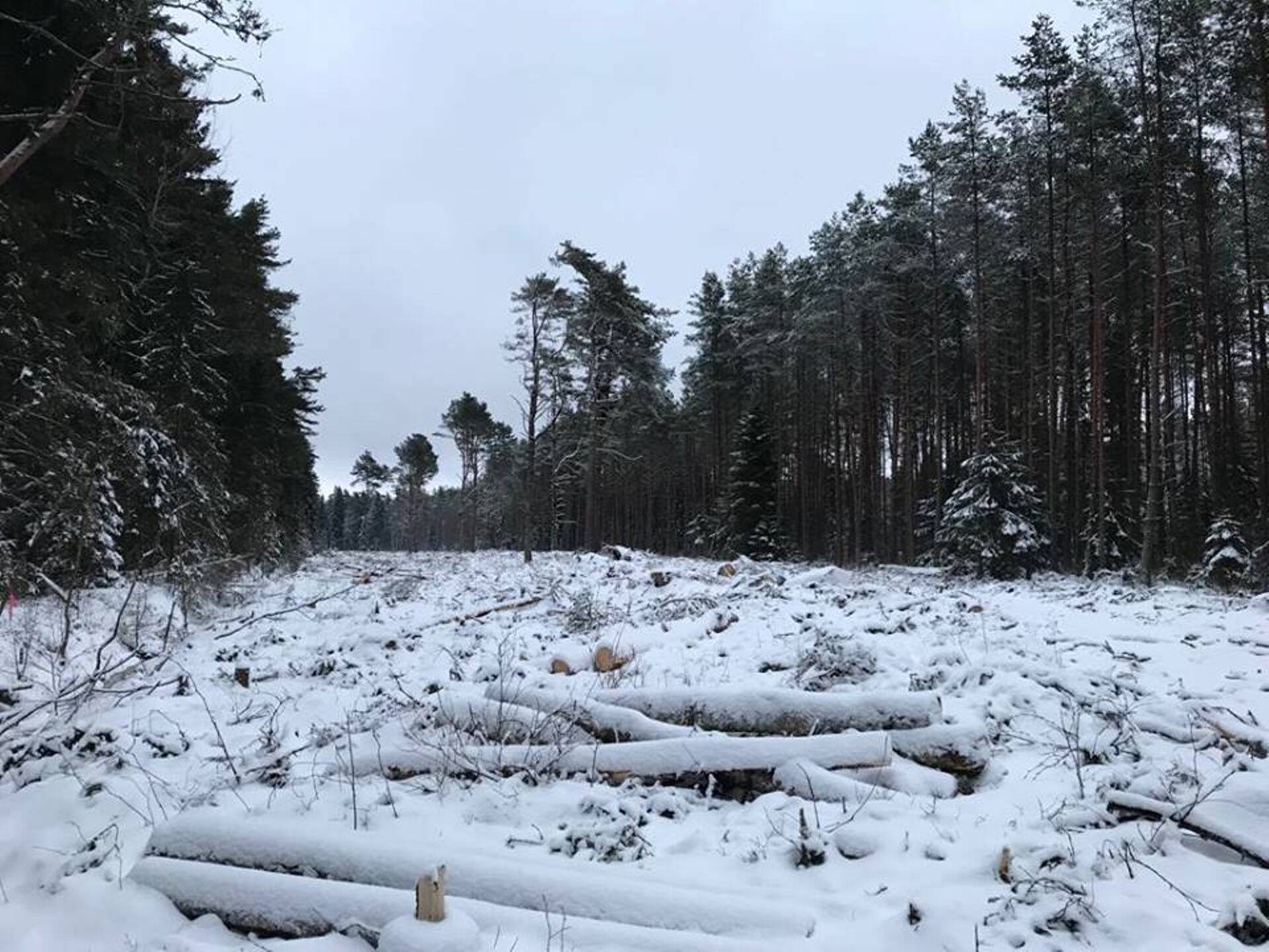 Hävitati kaitsealuse värbkaku püsipesitsusala
