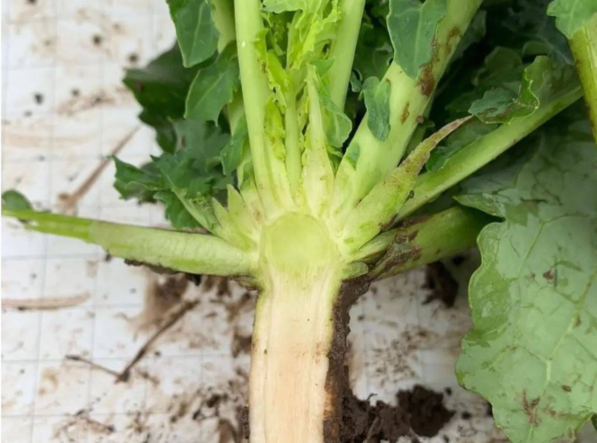 Pildil oleval taimel kasvukuhik endiselt veel korralikult kinni. Foto tehtud 29. oktoobril Kuusiku katsekeskuses.