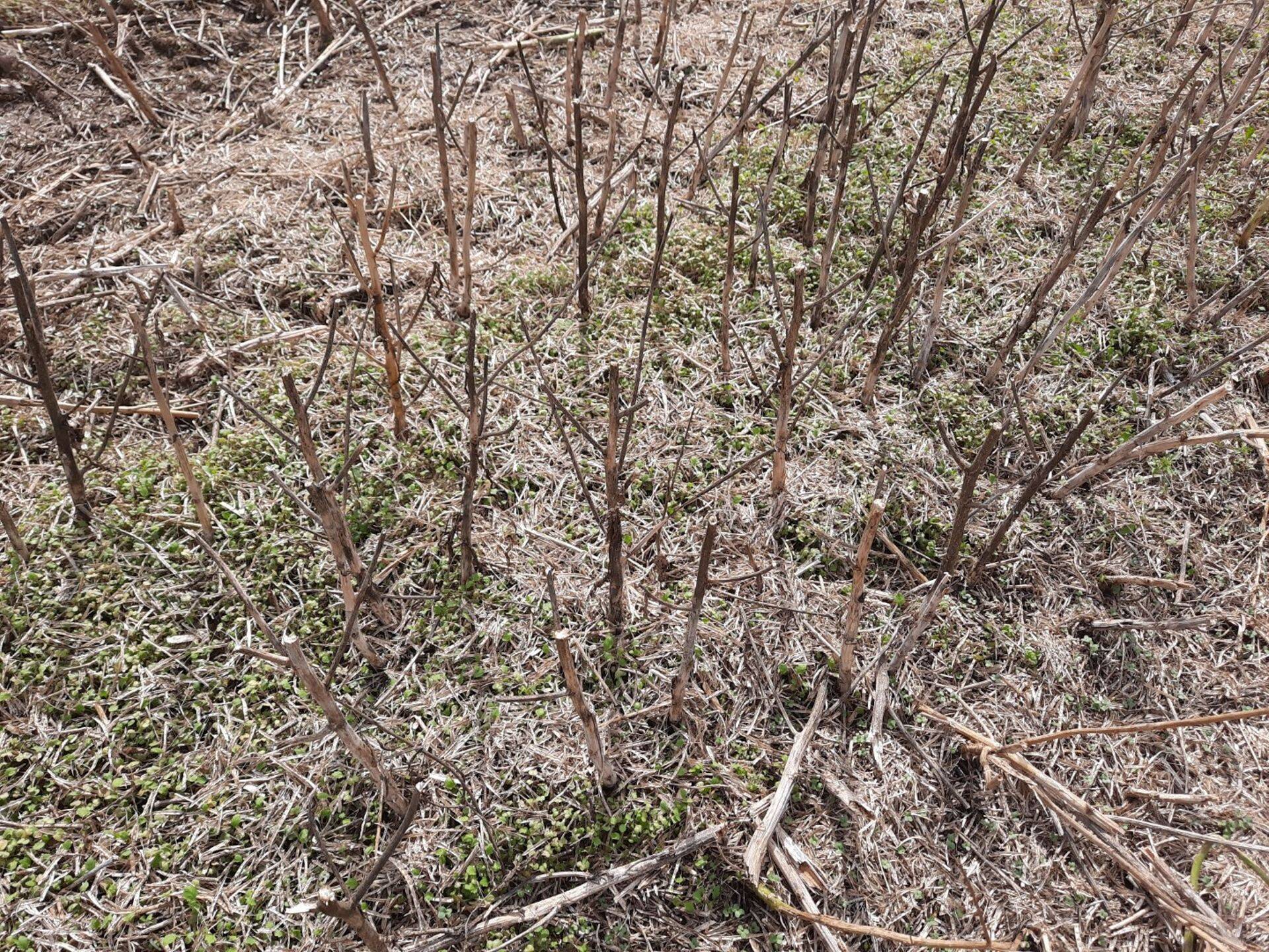 Fomoosi poolt kahjustatud taimede varred on tumedad ja hallikad.
