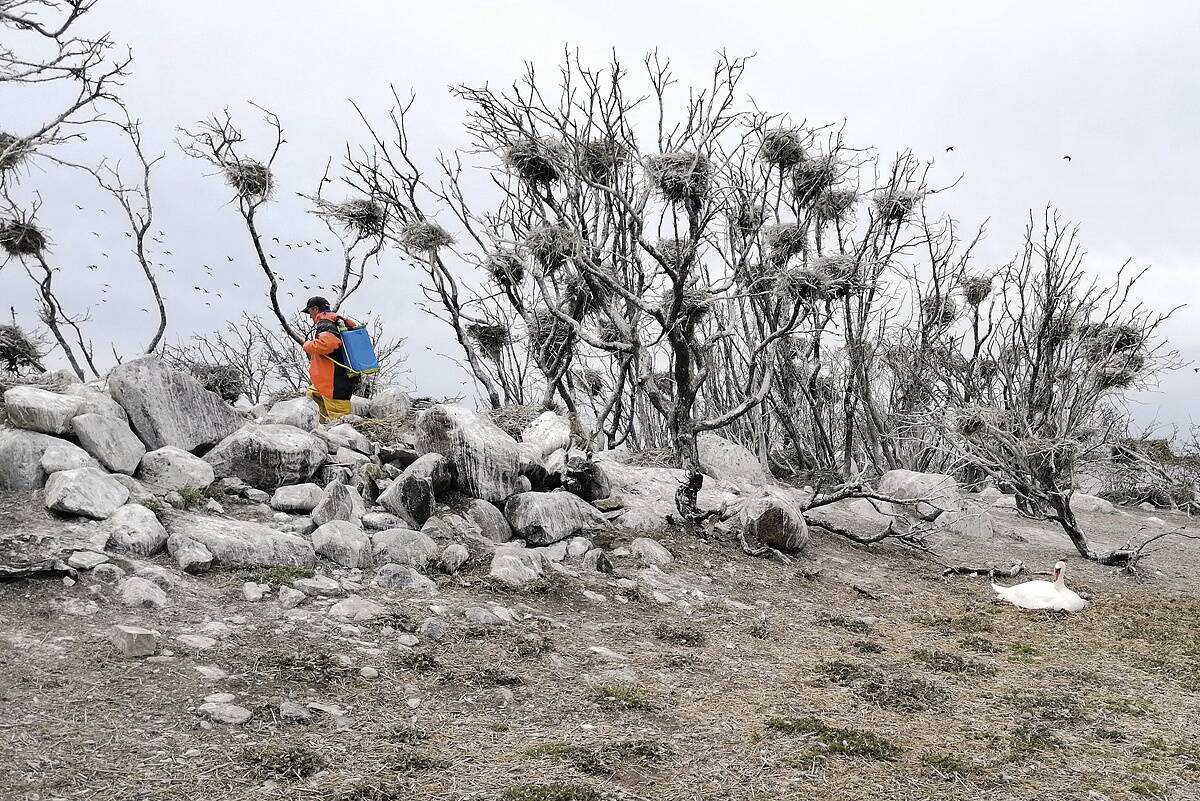 Teadustöödes on näidatud, milliseid muutuseid kormoranikoloonia kaasa toob. Üheks selliseks on näiteks taimestiku kadu kormoranide väljaheidete happelisuse tõttu.