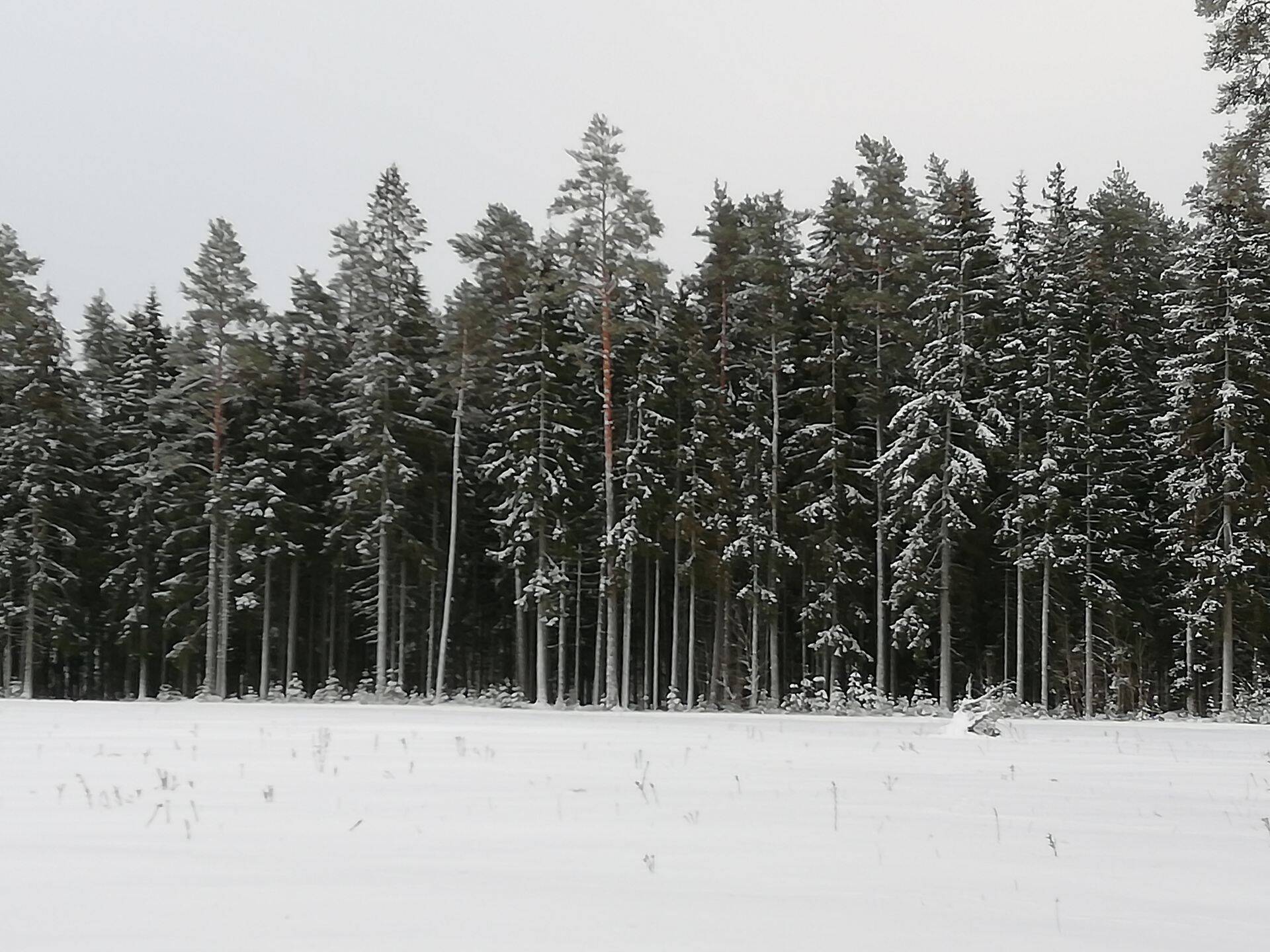 Euroopa Komisjoni ettepanek annab mõsita, et Euroopa Liit tahab väga detailselt teada, mida tehakse liikmesriikide metsades. Metsandusringkondades kardetakse, et sellest kaugel pole ka keskne kontroll riikide metsanduse üle.