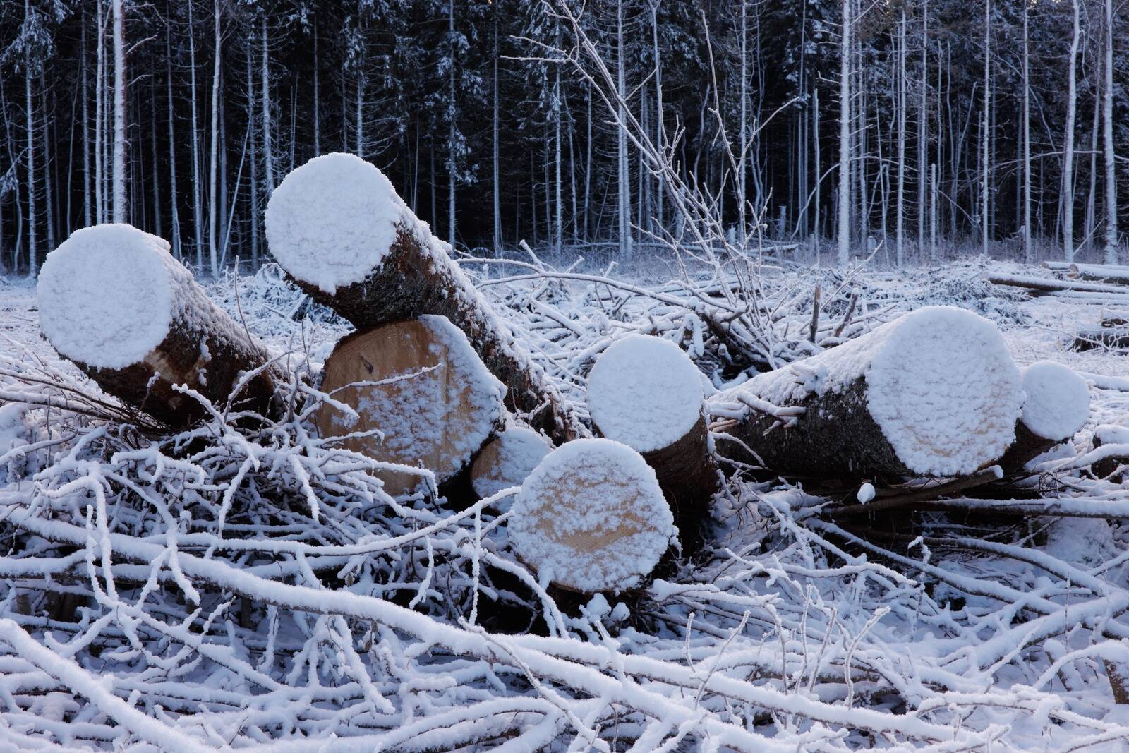 Rootsi metsa- ja puidusektor eeloleva talve osas väga optimistlik ei ole.