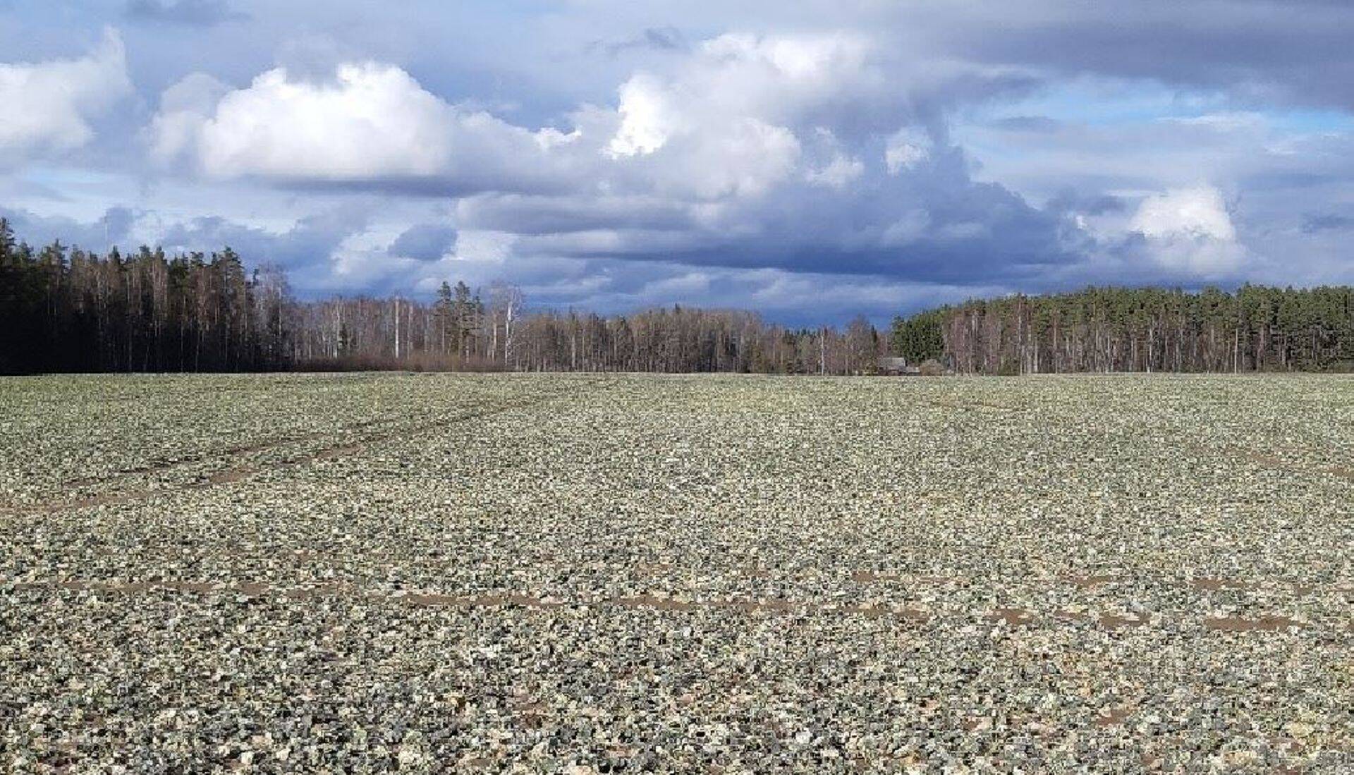 Talirapsi põllud on kenasti talvitunud.