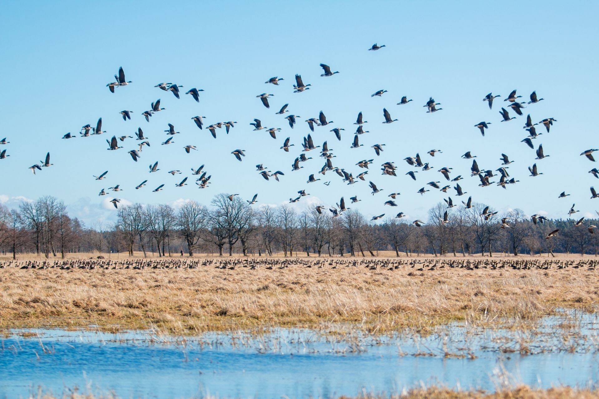 Haneseirega jätkamine on vajalik kuna see annab üldise teadmise hanepopulatsioonidega toimuvast