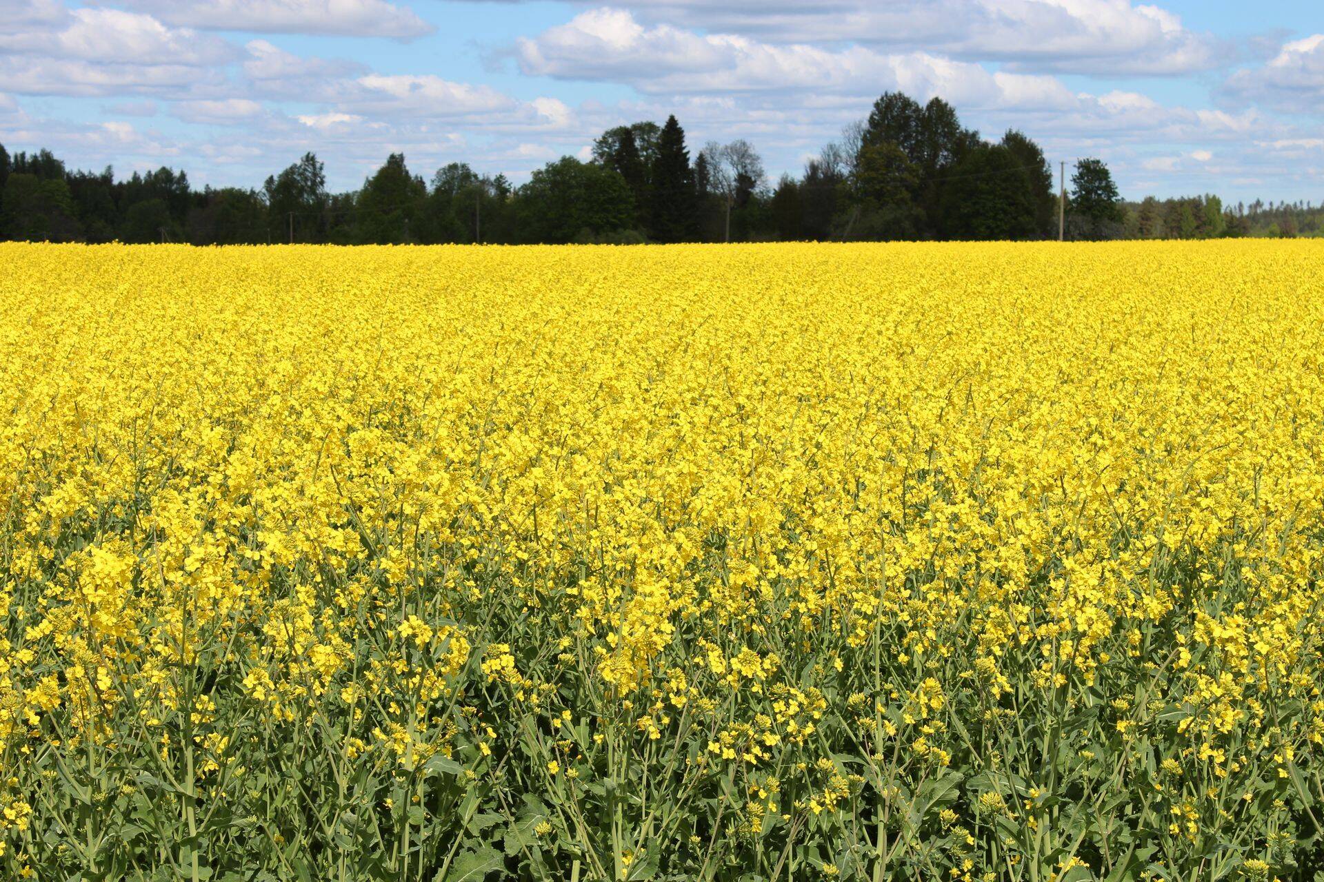 Kuidas on seotud agrotehnika ja saagi kvaliteet?