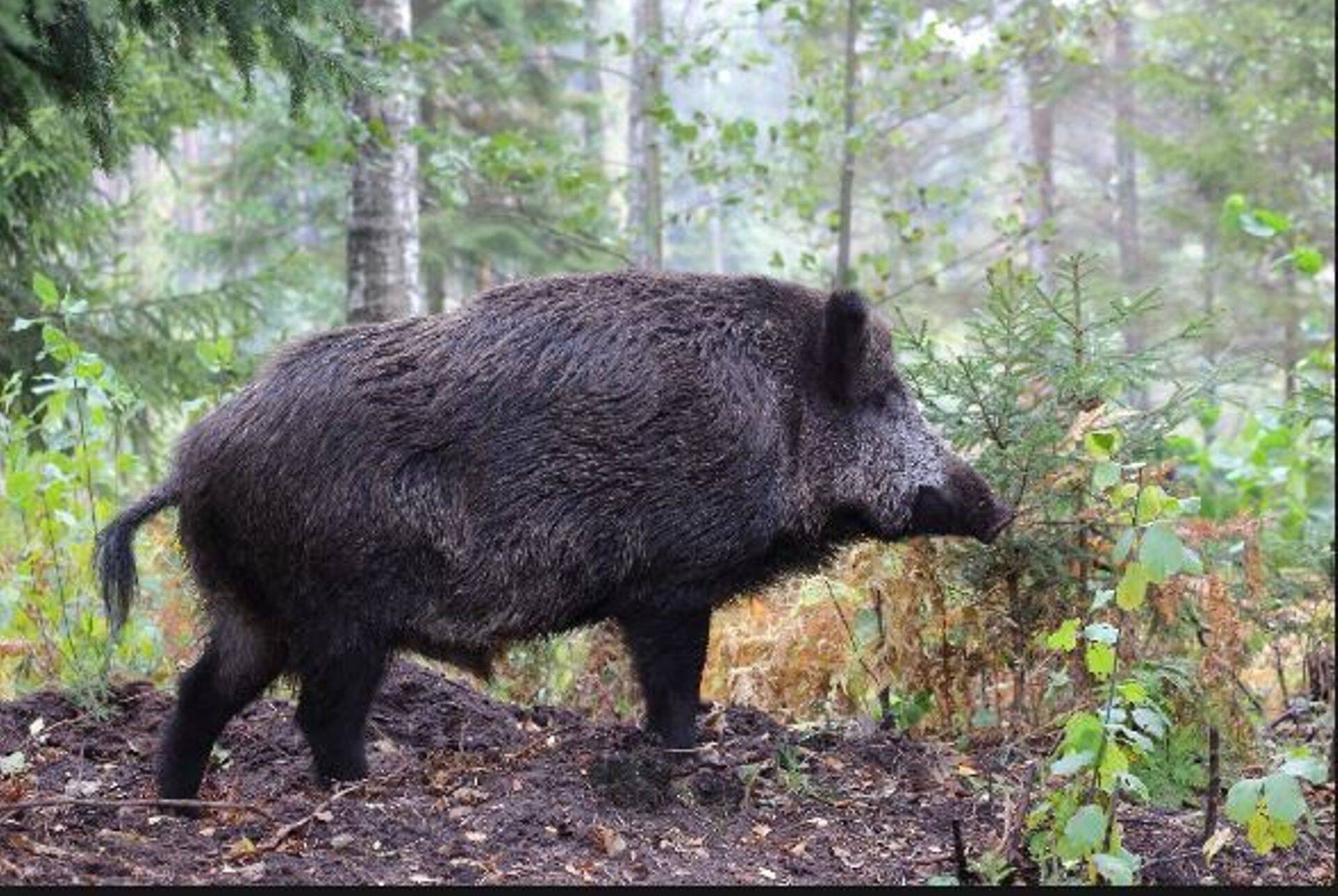 Seakatk leiti ka Saaremaa metsseal