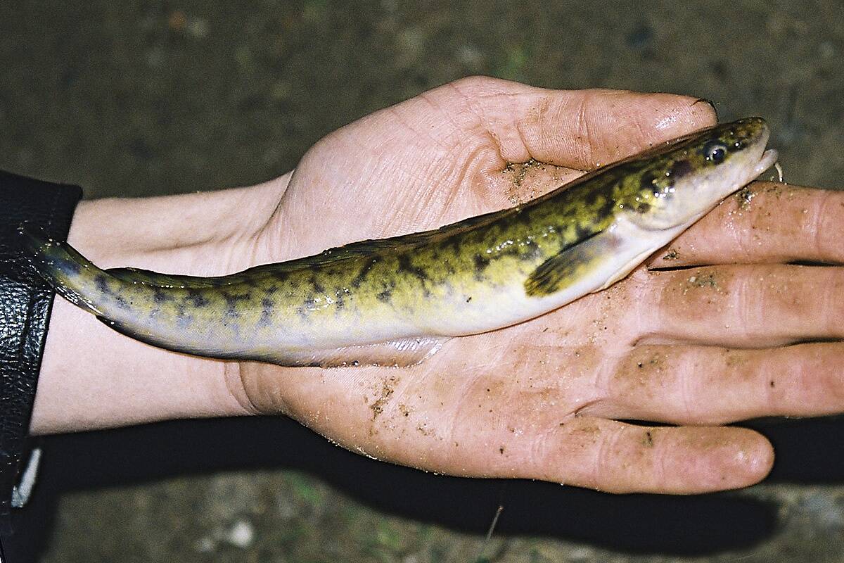 Emajõel tuleb kõige enam püüki just nii pikki lutse. Kuna luts neelab konksu reeglina sügavale, saab ta vabastamisel viga ning tõenäoliselt sureb. Sellise kala tagasilaskmine on vabastamise eesmärgi seisukohalt täiesti kasutu ega oma mõtet.