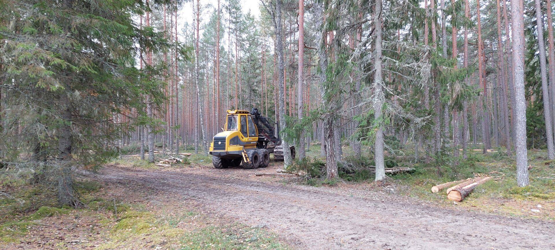Metsamajandustööd Harjumaal.