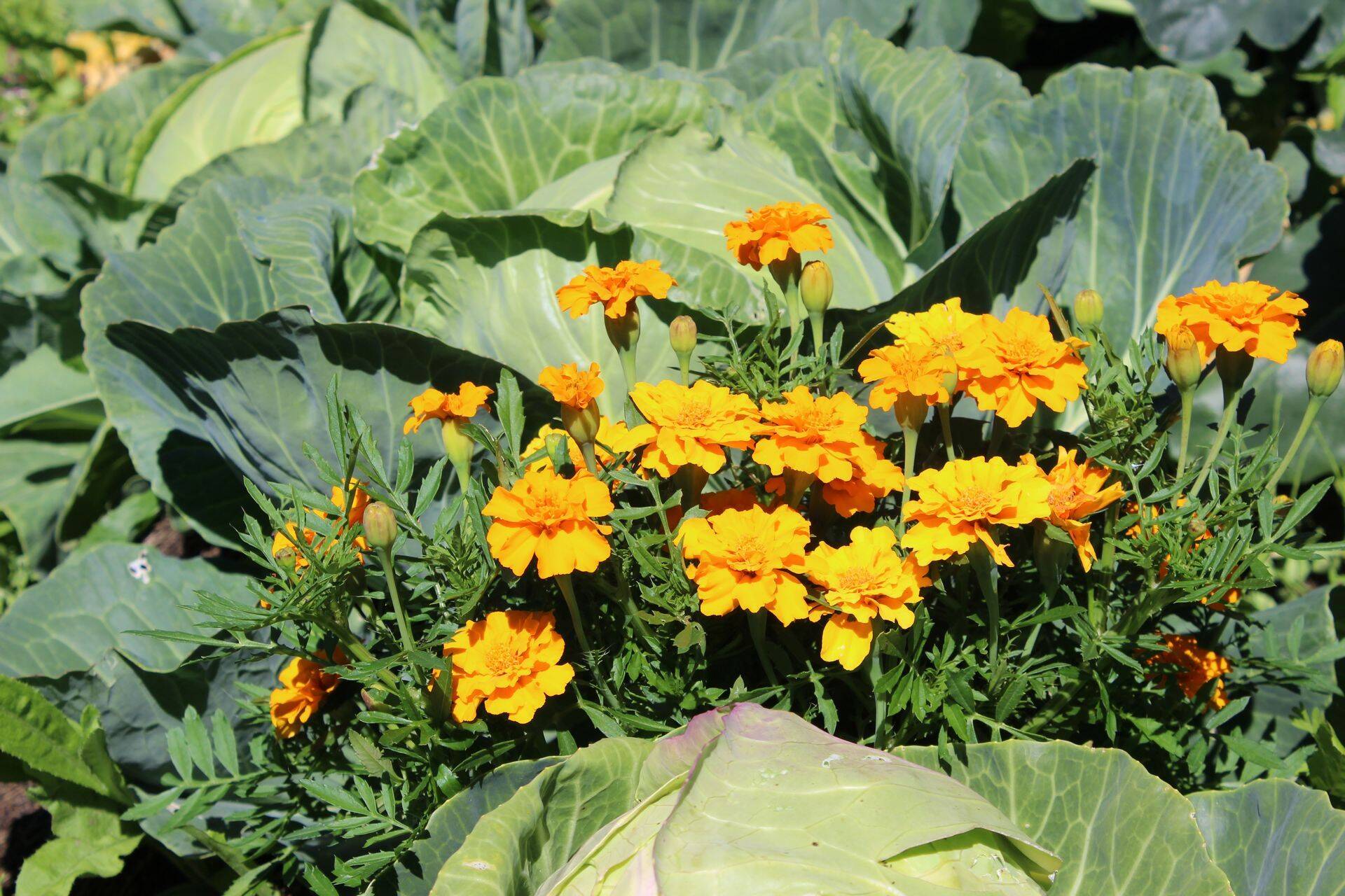 17% kogu põllumajandusmaast Eestis on mahe