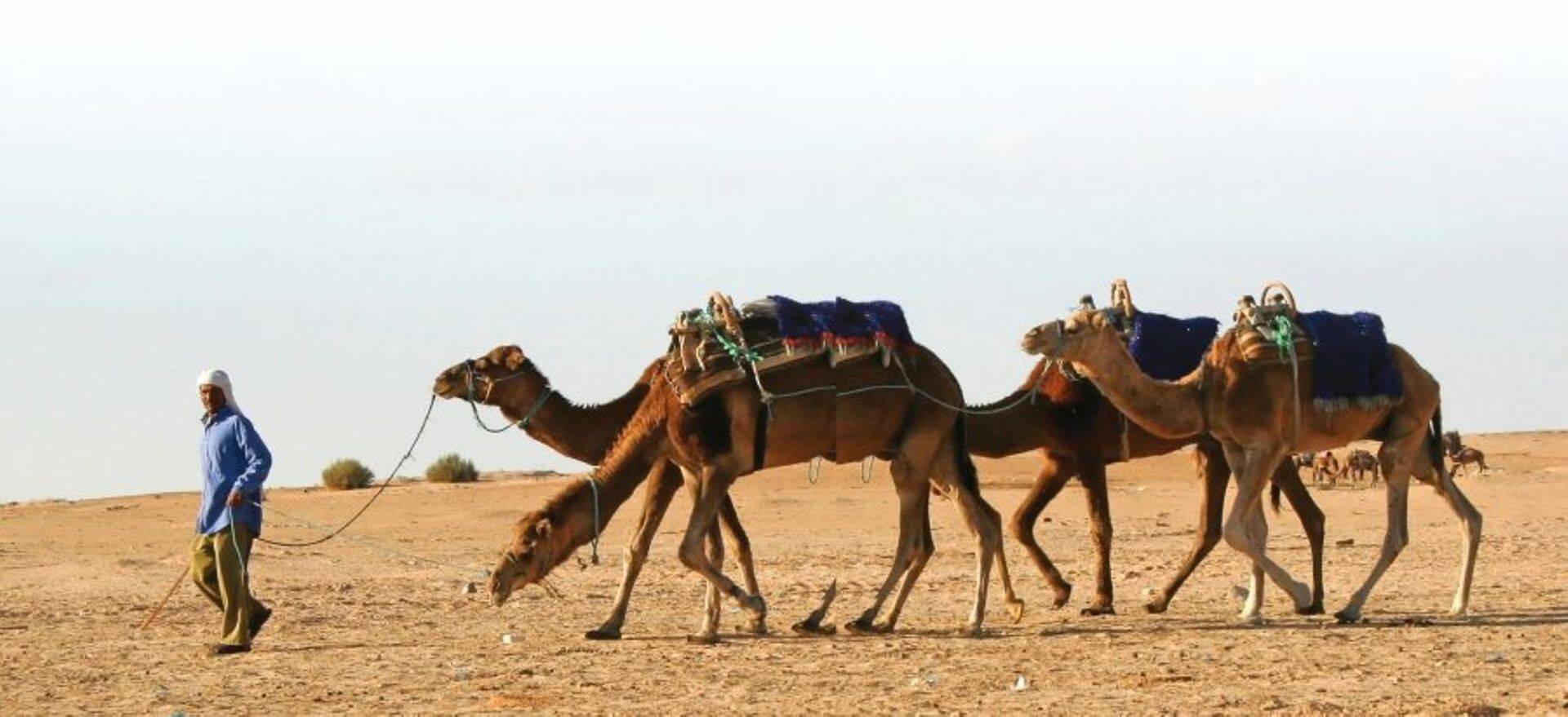 Börs: Egiptuse valitsus andis Euroopa nisumüüjatele järgi