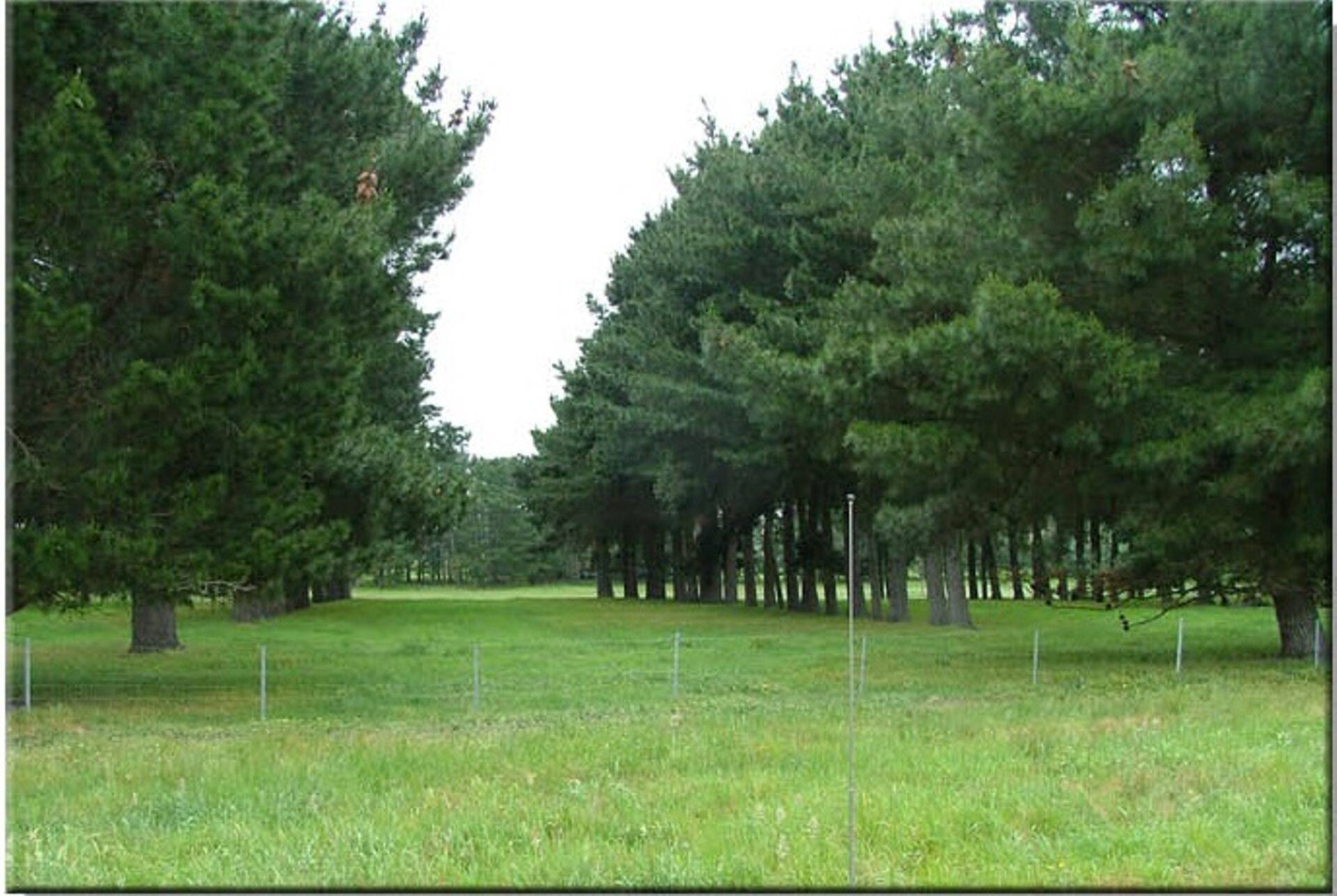 Heinamaale istutatud männipuud Austraalia farmis.