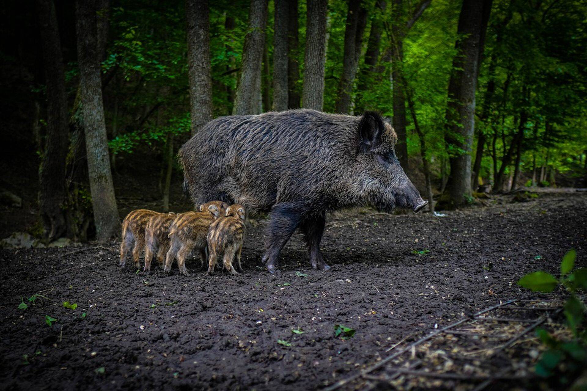 Metssigade populatsiooni tuleb ohjata.