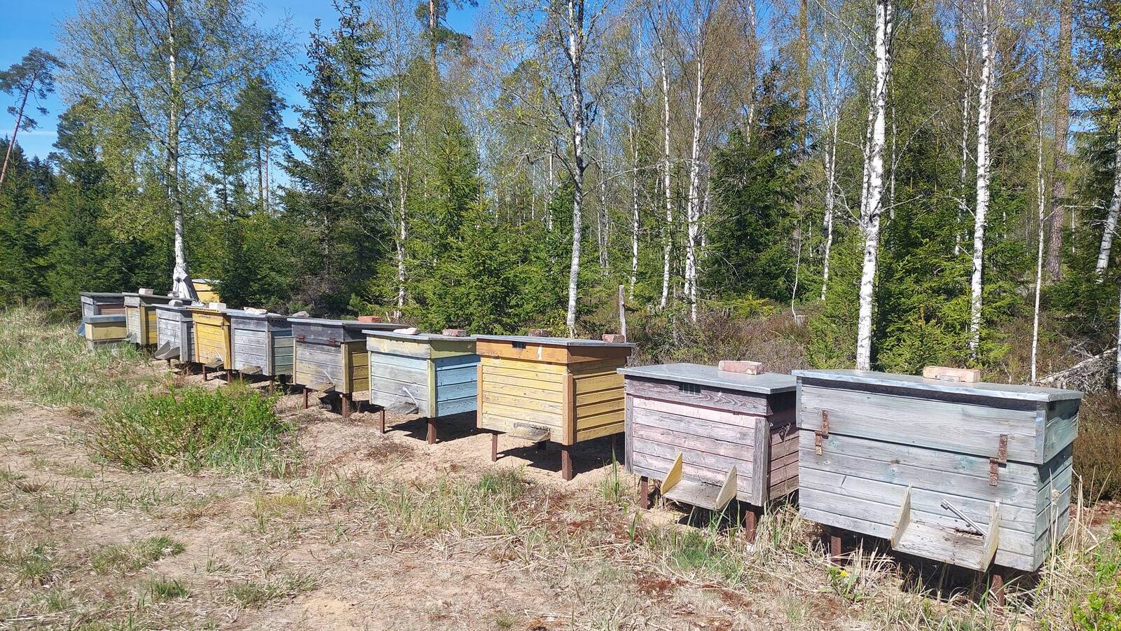 Mesitarud Järvamaal.