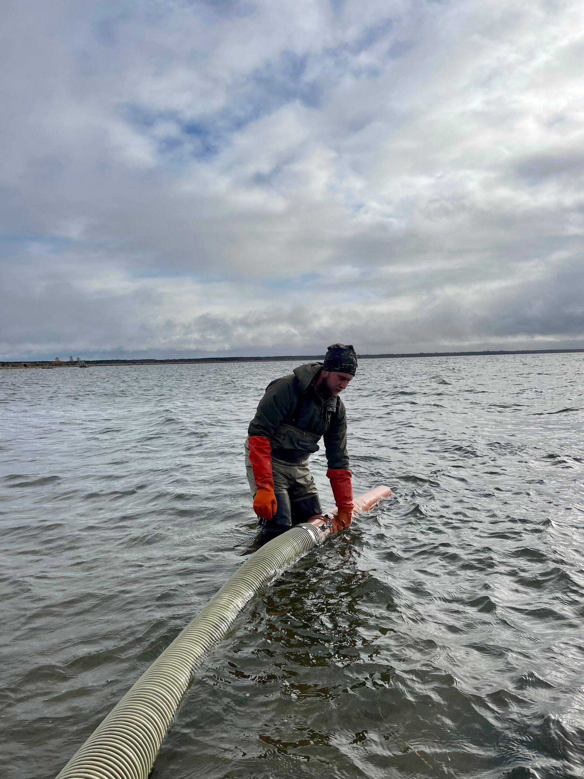 Siigade sügisene asustamine Pakri lahte.