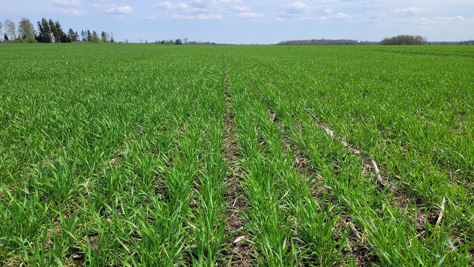 Luunja Mõisa talinisu sordipõld aprilli lõpus.