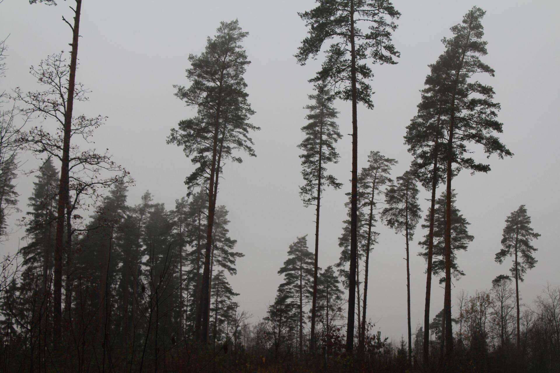 Eesti kasvuhoonegaaside heitkoguste vähendamisel leevendust ei saanud.