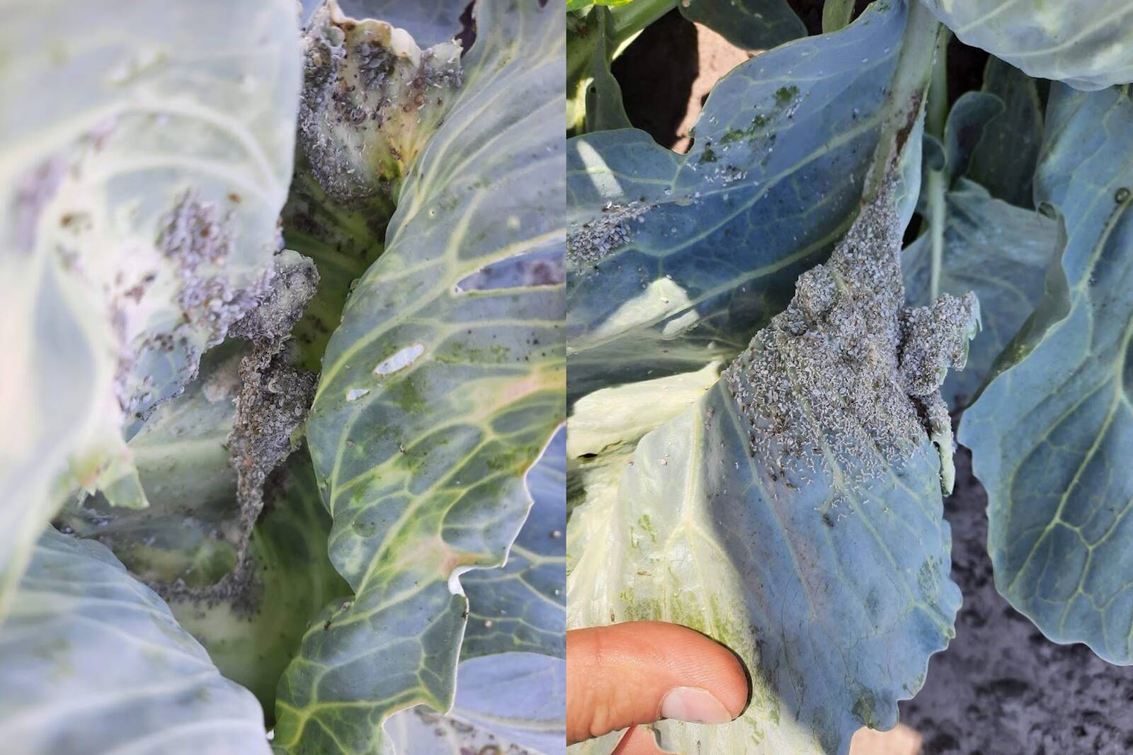 Kapsa-tuhktäi kahjustus kapsal.