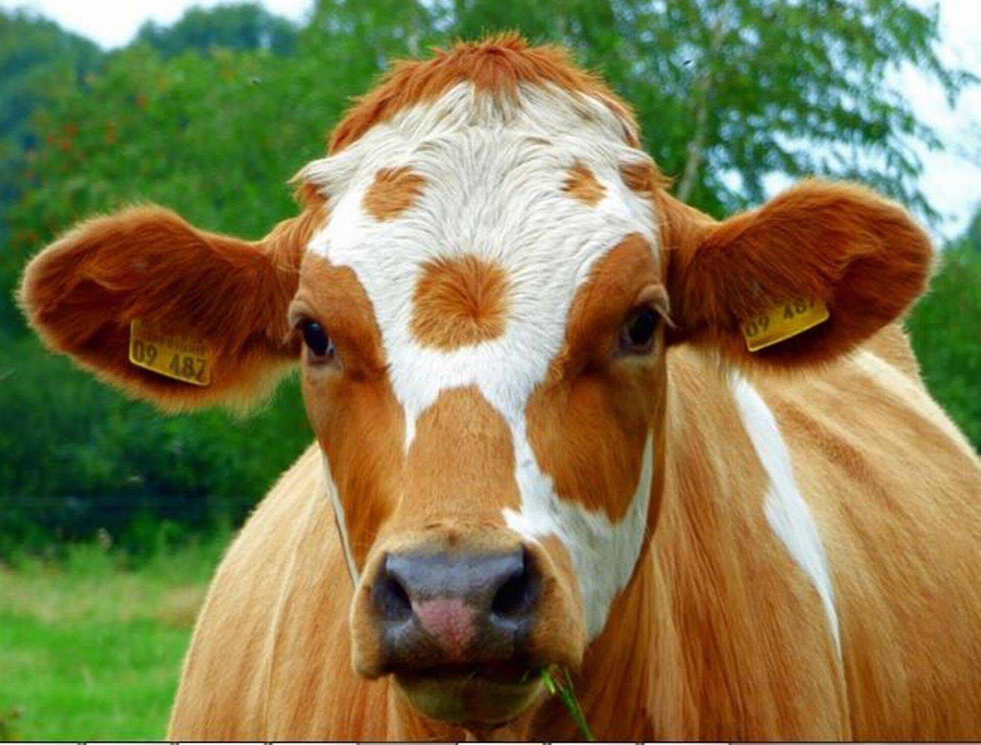 Piimatalgute raames luuakse Eesti piimatootjate toetusfond