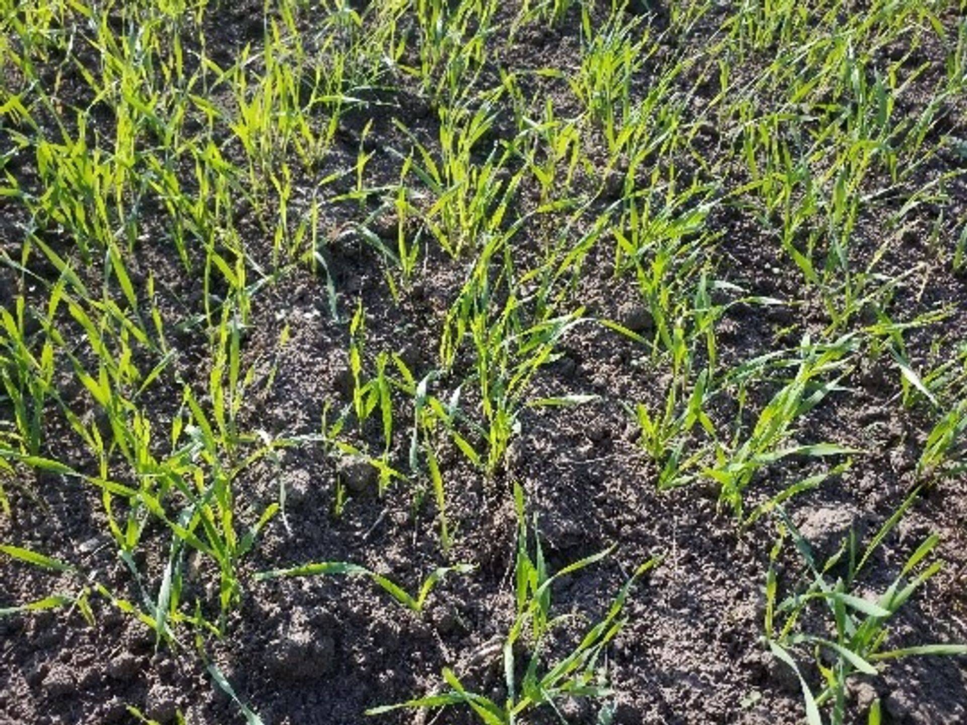 Teravili 2-3 lehe faasis.