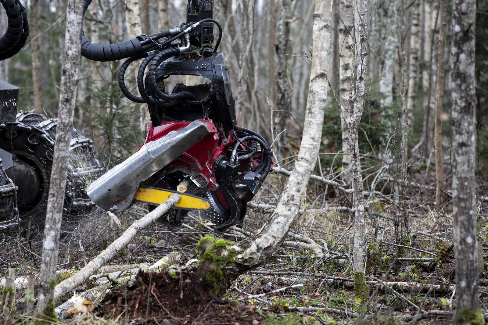 Metsatöösturite teenistus on kiduraks jäänud.