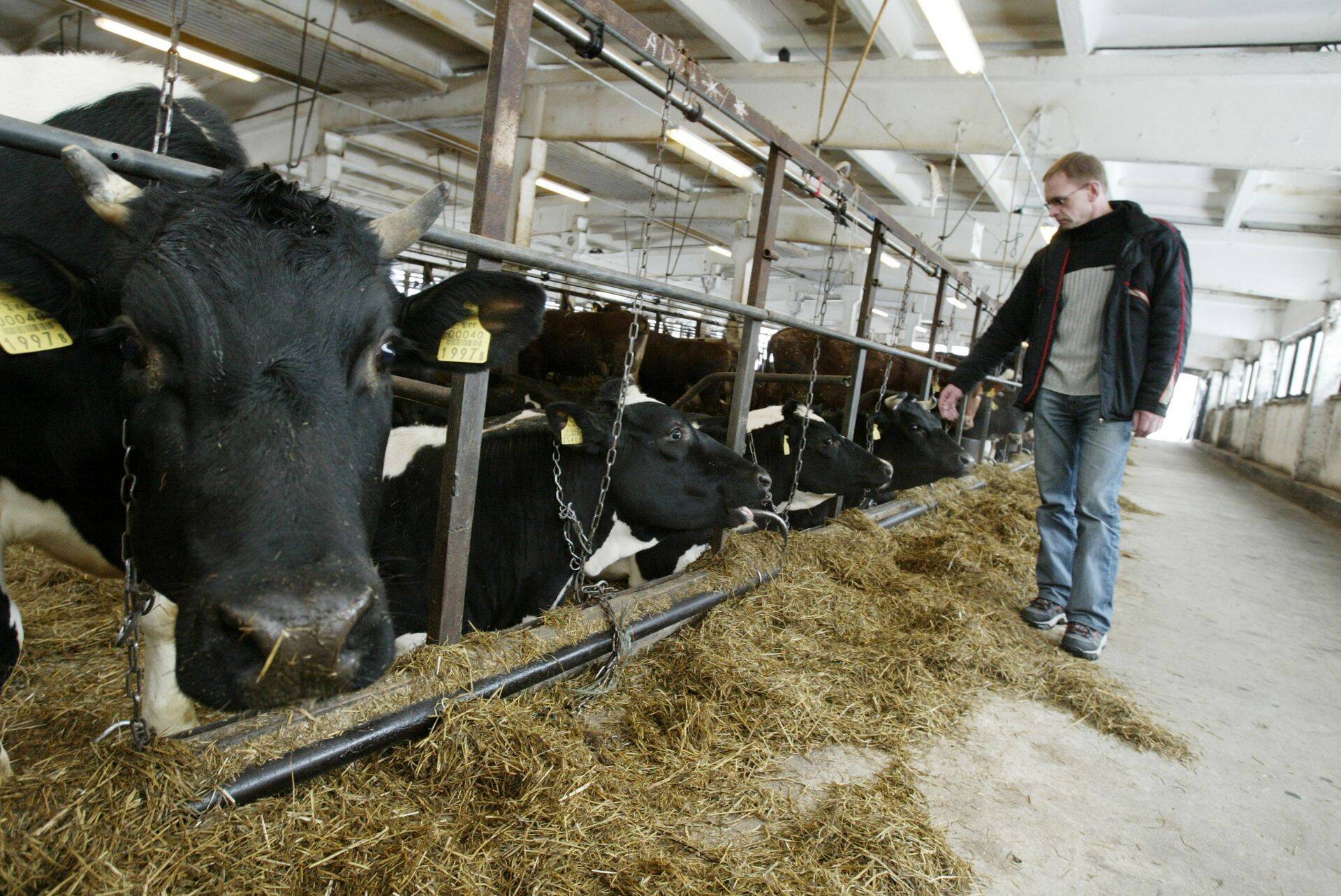 Piimatootja Krootuse Agro juht Ülo Tammeorg tänavust aastat kerge südamega ei alusta.