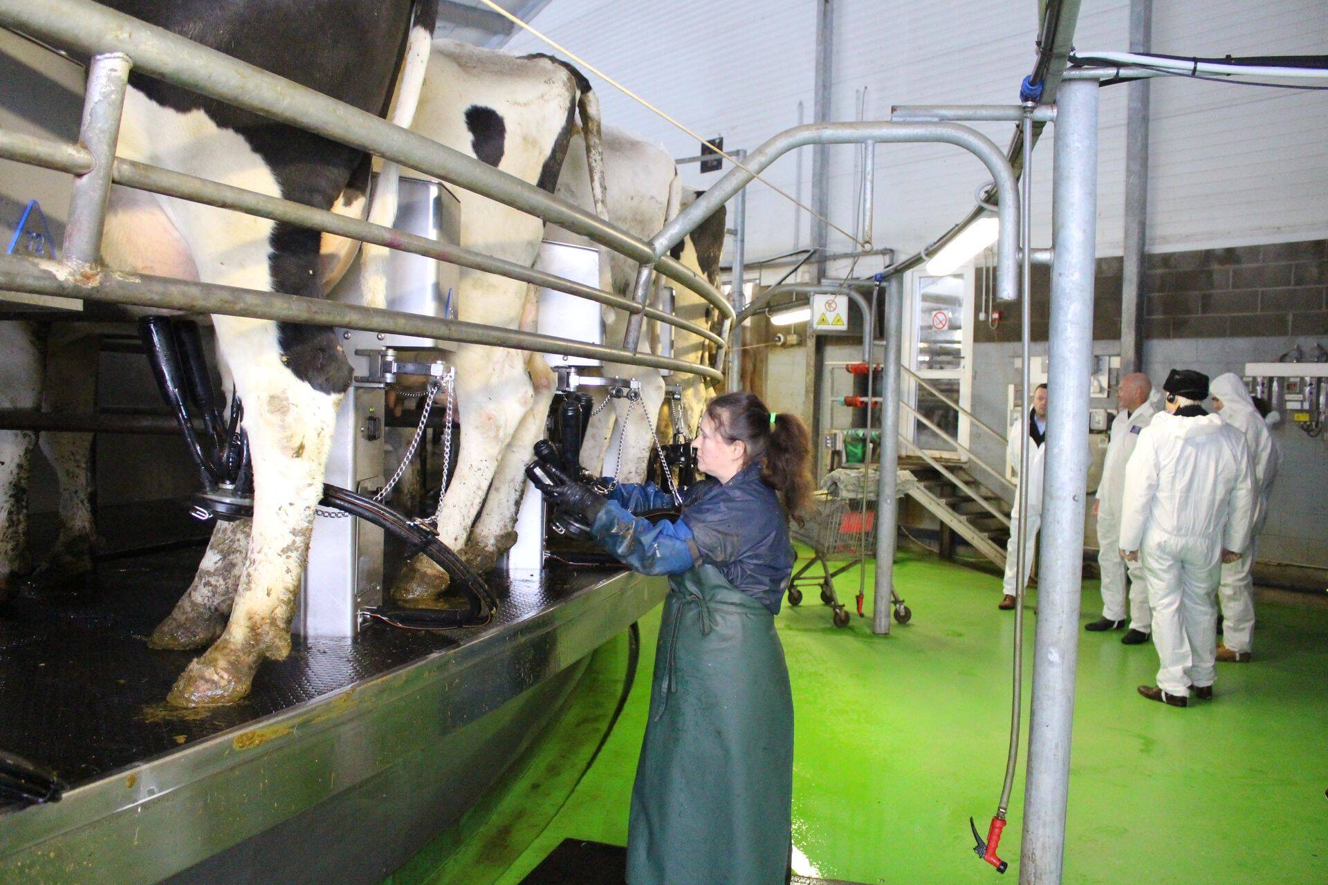 Piimafarmides on välistööjõud tavapärane.