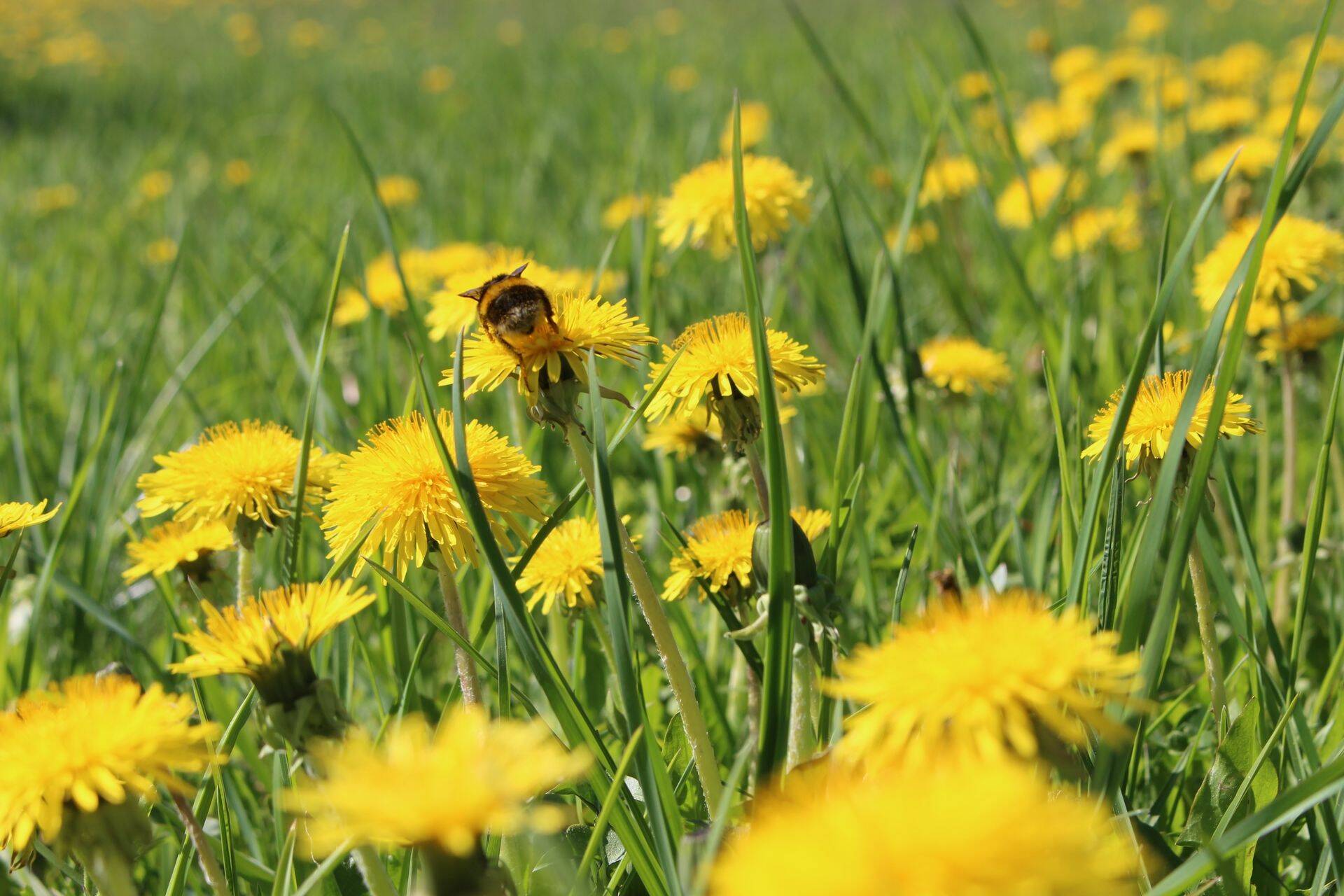 Kuidas tohib avalikus kohas taimekaitsevahendit kasutada?