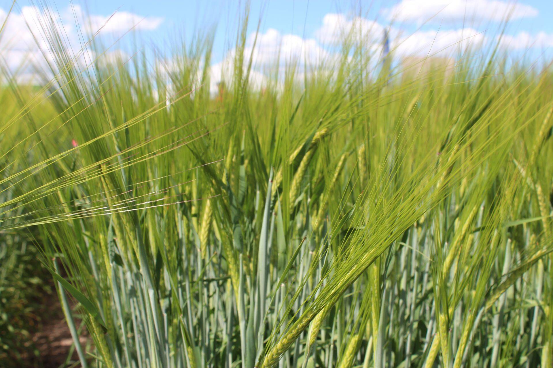 Teravilja hinnalangus paneb otsima mitmekesistamise ja efektiivsuse tõstmise võimalusi