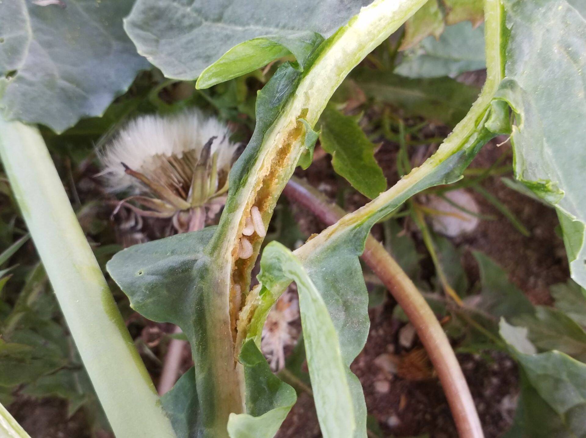 Varre peitkärsaka tõugud, 2019.a.