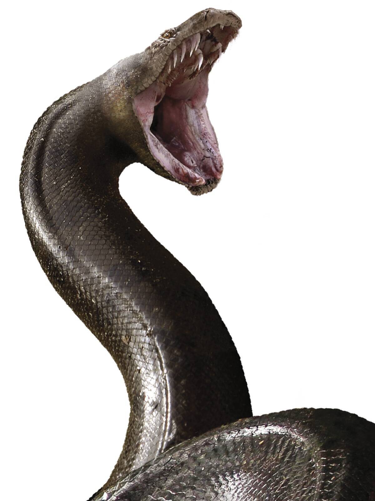 Titanoboa
Pikkus: kuni 14 meetrit
Elupaik: Colombia
Ajavahemik: 60 kuni 58 miljonit aastat tagasi