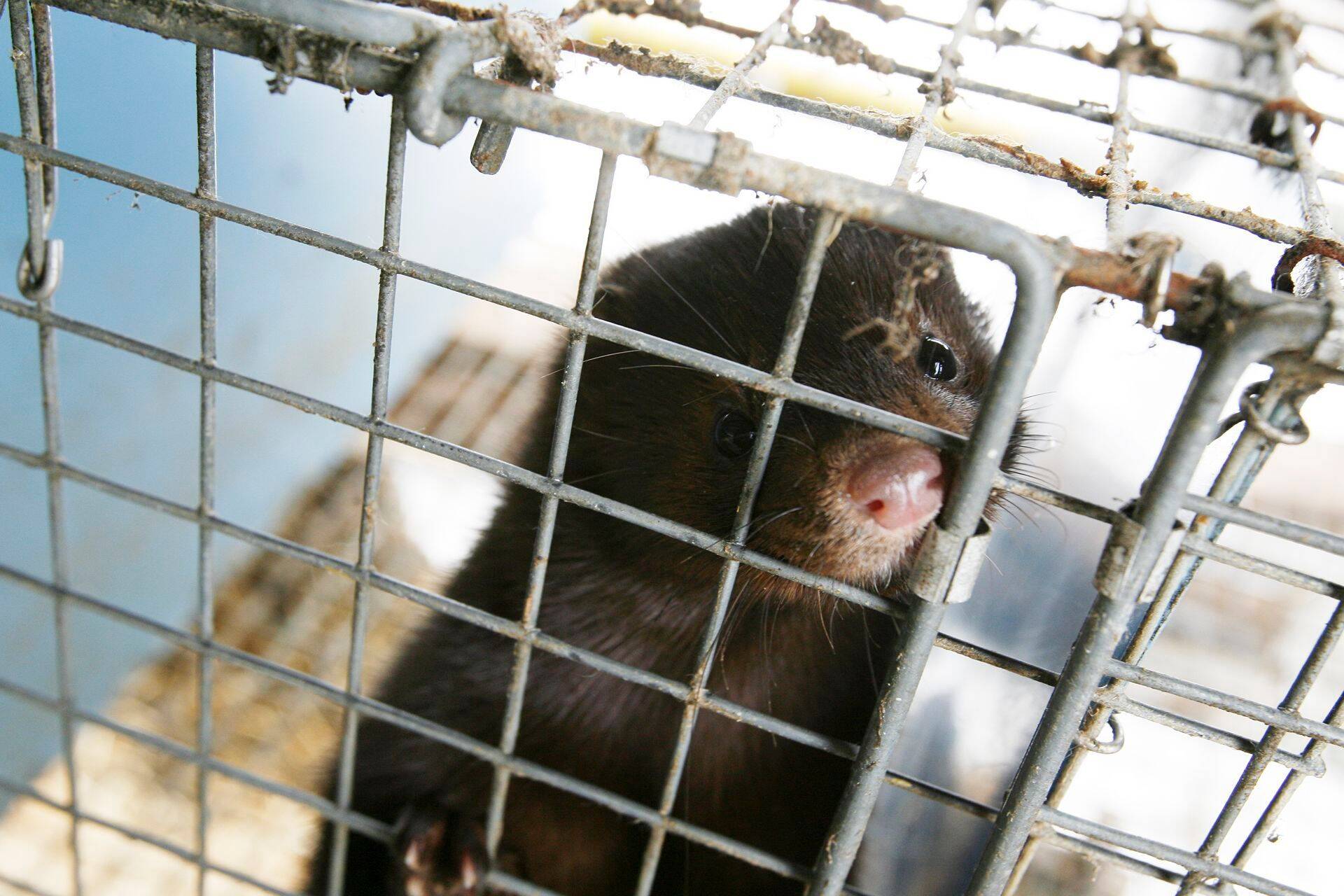 AS Balti Karusnaha elanik