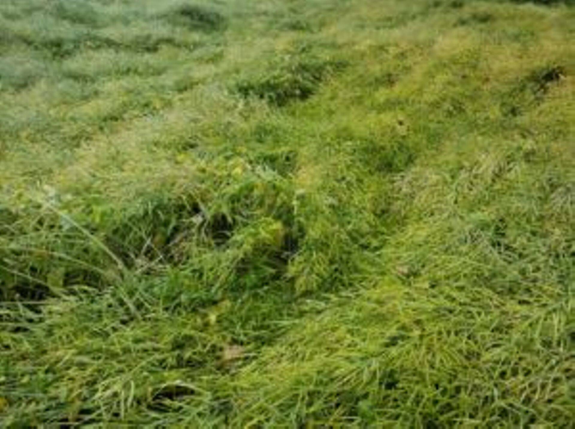 Lamandunud talirüps, Tartumaal, 2018.a.