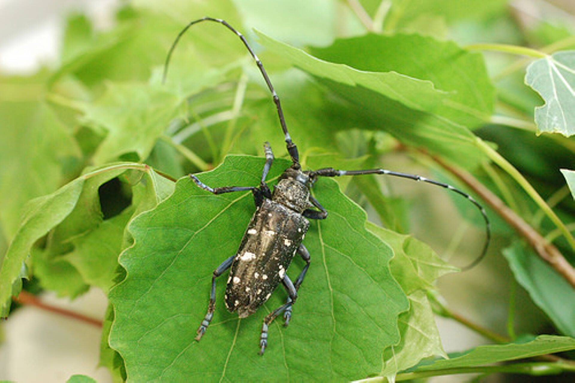 Puidukahjur Aasia sikk toodi Eestisse pakkematerjaliga Hiinast.
