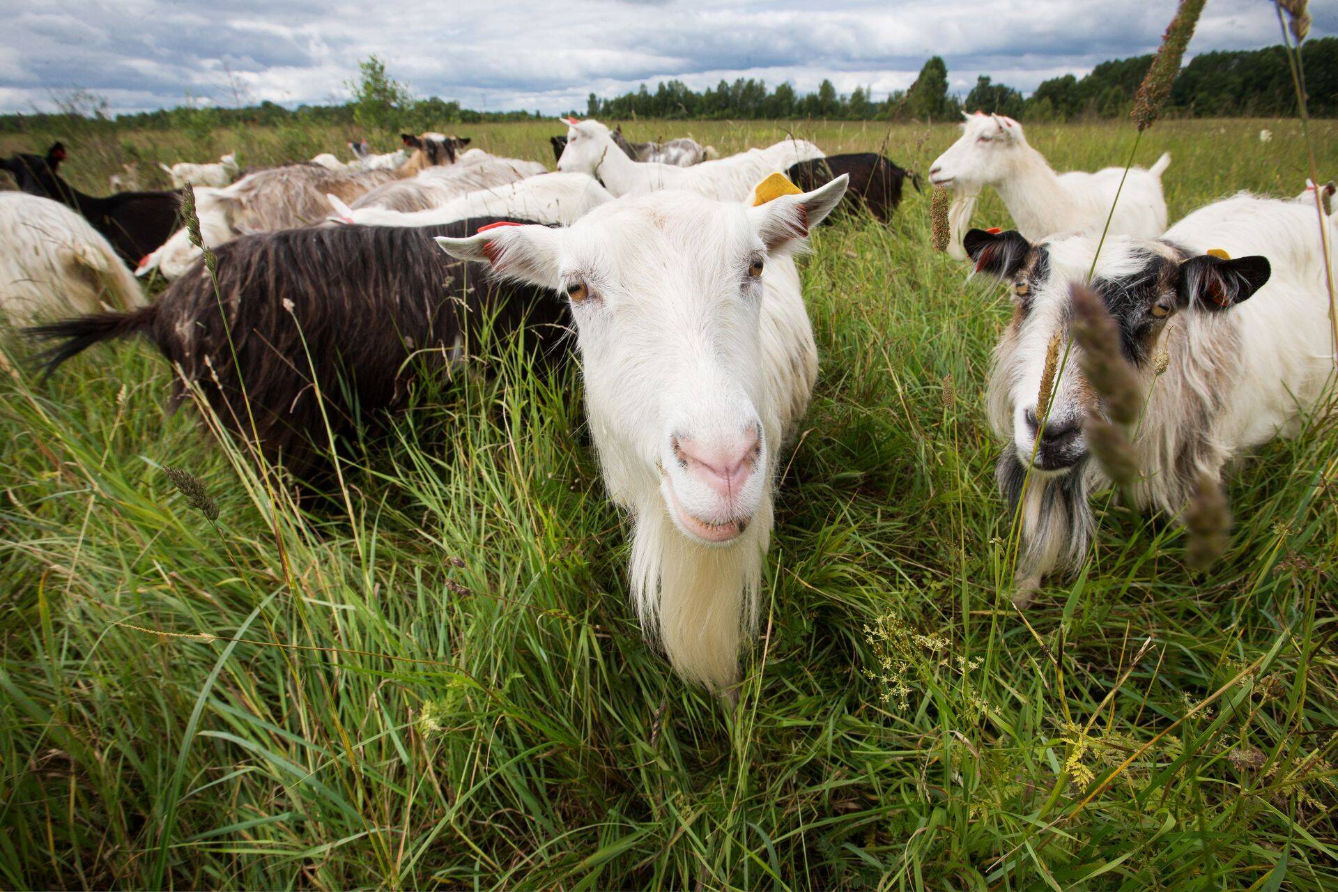 VTA: ajalehe kahtluste tõttu uuritud Konju talu toode pärines Eestist