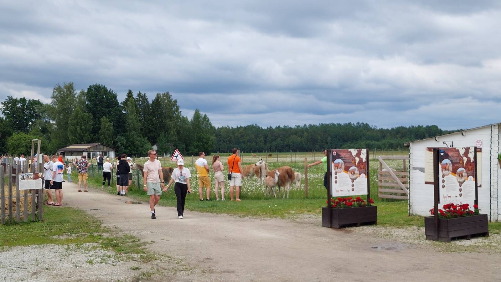 Avatud Talud alpakafarmis Pärnumaal.