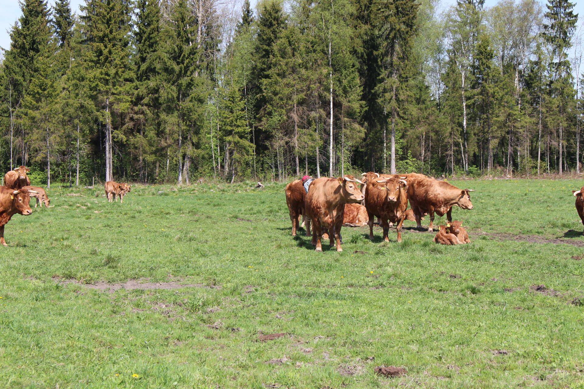 Lahemaal on palju traditsioonist karja- ja heinamaad.