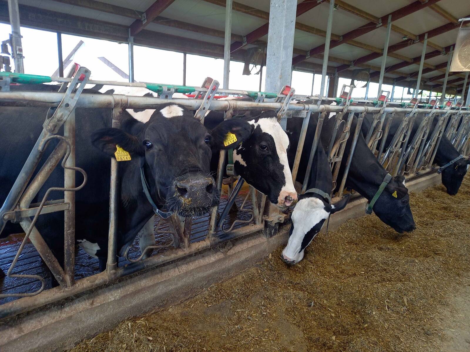 Eesti ühe suurema väljalüpsiga piimalehmade farmi, Kaiu LT OÜ veised.