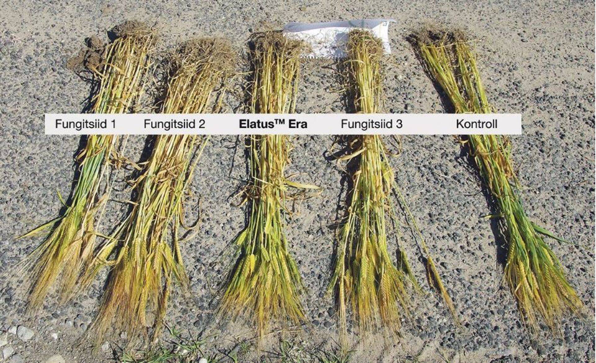 ElatusTM Era Põlvamaal tootmiskatses, võrdluses teiste uuemate fungitsiididega. Kontrollvariandi puhul oli tegemist metsaäärse, rohkem varjus oleva põlluosaga. August 2017.